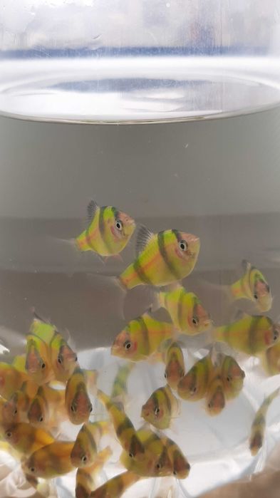 brzanka sumatrzańska