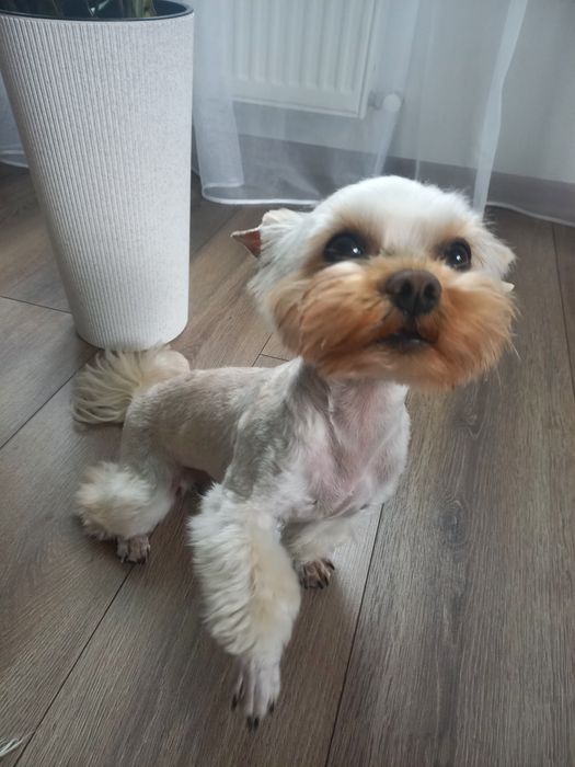 Хлопчик-йорк на в'язку.