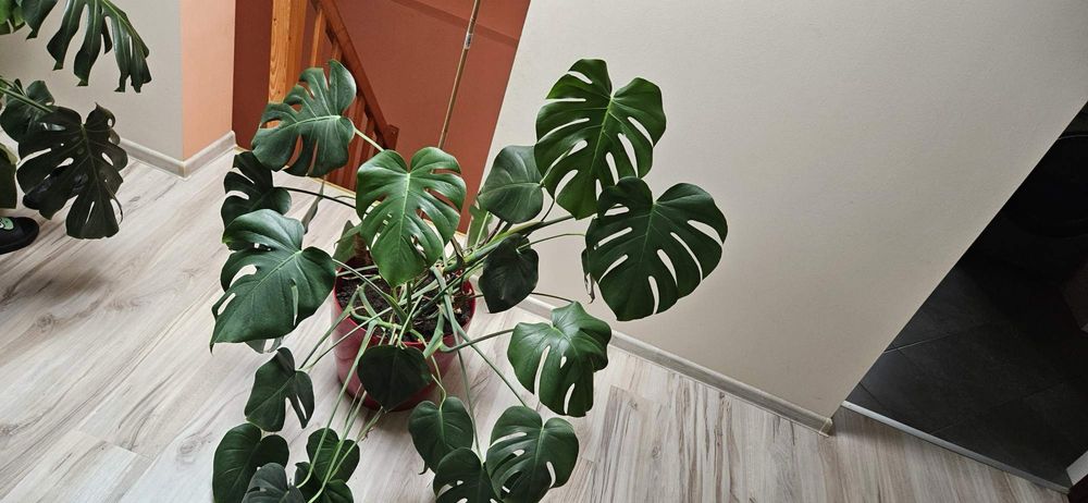 Kwiat Monstera Duża