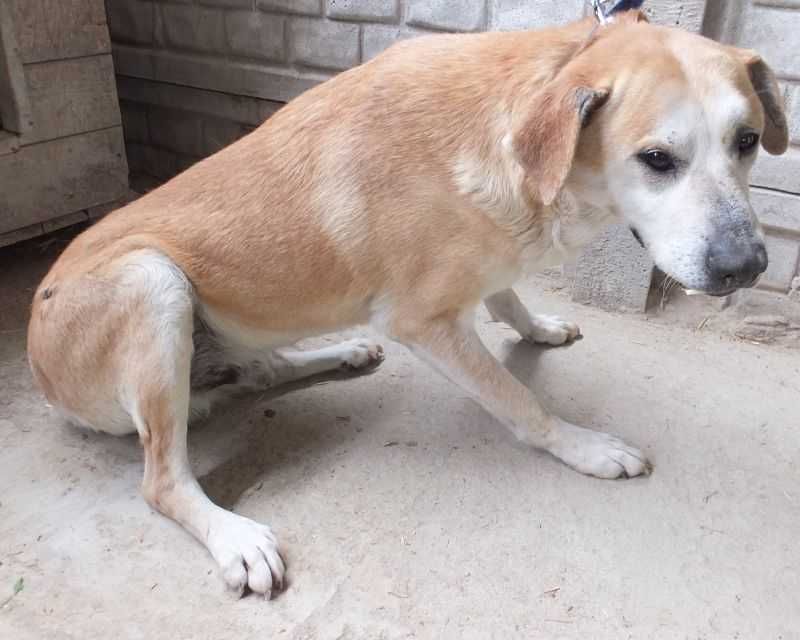 MĄCZEK duży,stary pies, biszkopt,kontaktowy do adopcji