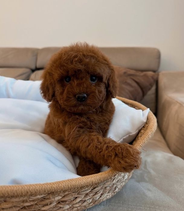 Хлопчик той пудель .віп якості