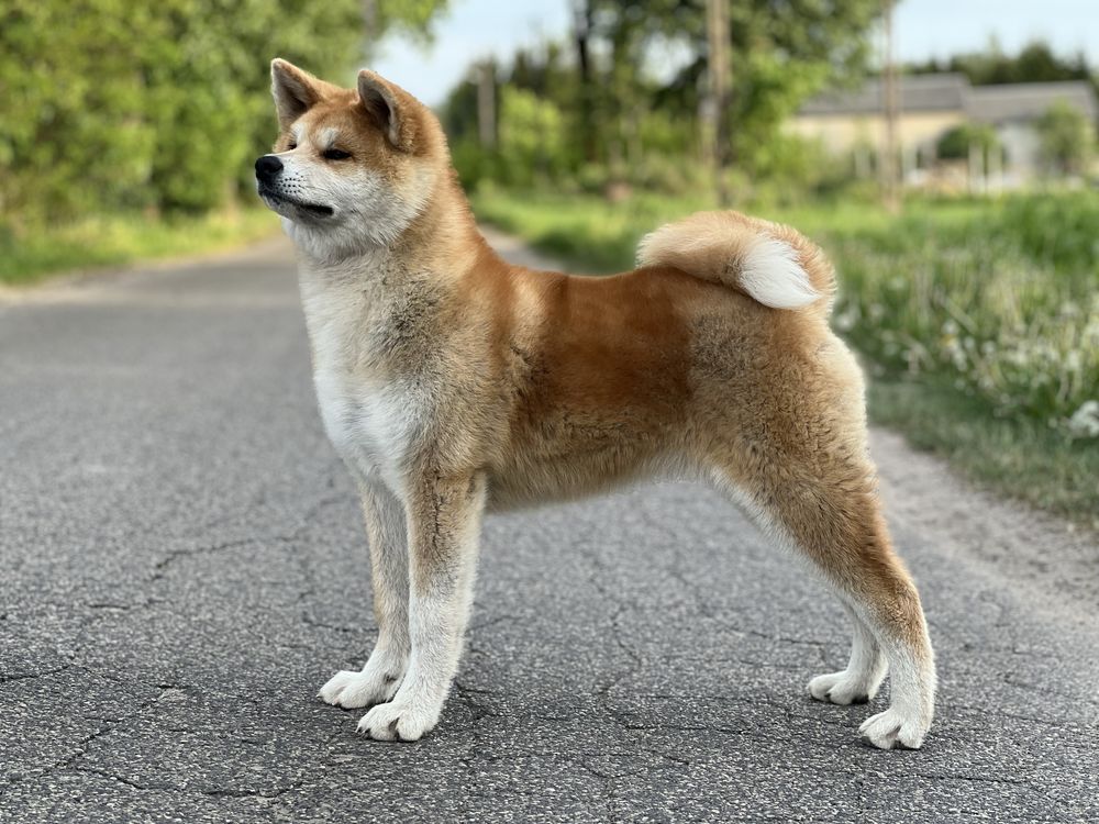 Suczka akita inu zkwp/FCI