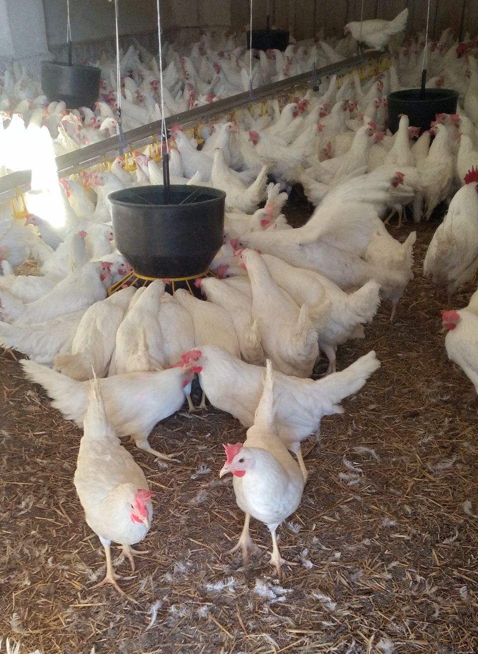 Kury Nioski Leghorn 23 tyg Leghorny