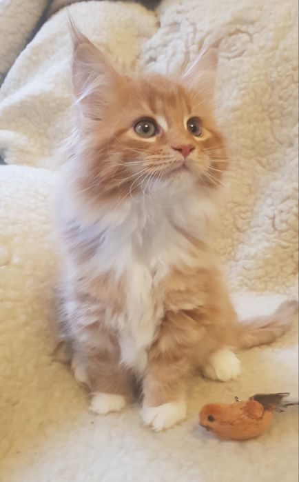 Мейн кун кошеня дівчинка 2 місяця