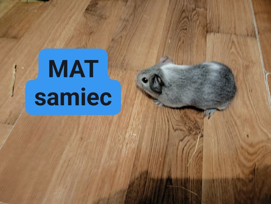 Sprzedam świnki morskie