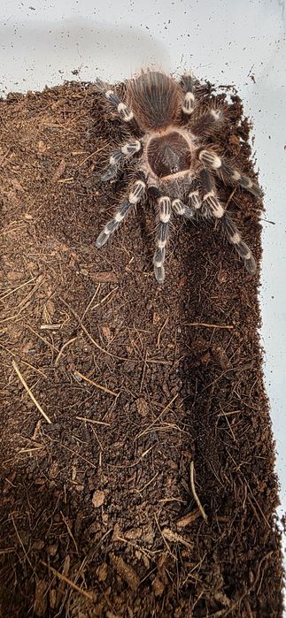 Acanthoscurria Geniculata Ptasznik Bialokolanowy +GRATIS