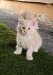 Kocurek Maine Coon