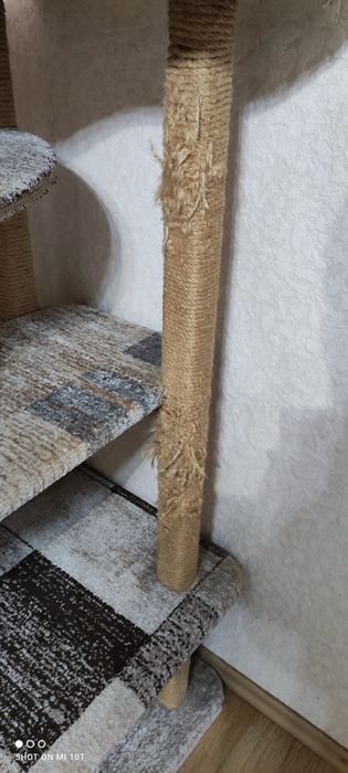 Кошачья когтеточка.