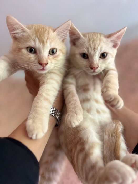 Котики в хороші руки