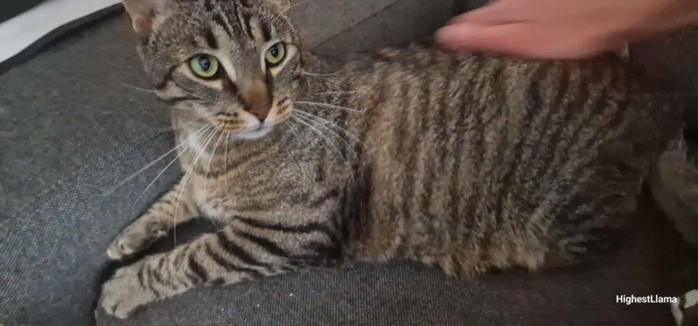 Spokojny dwupak do adopcji