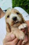 Piekny Cocer Spaniel z rodowodem