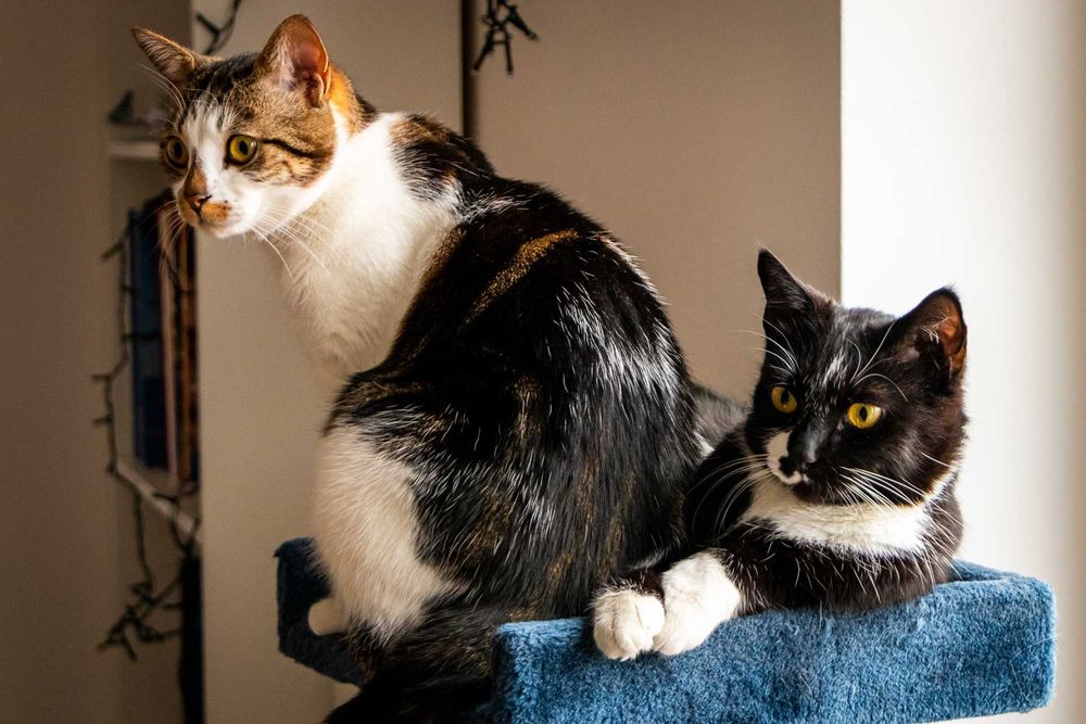 kotki do adopcji bezpośrednio od właściciela