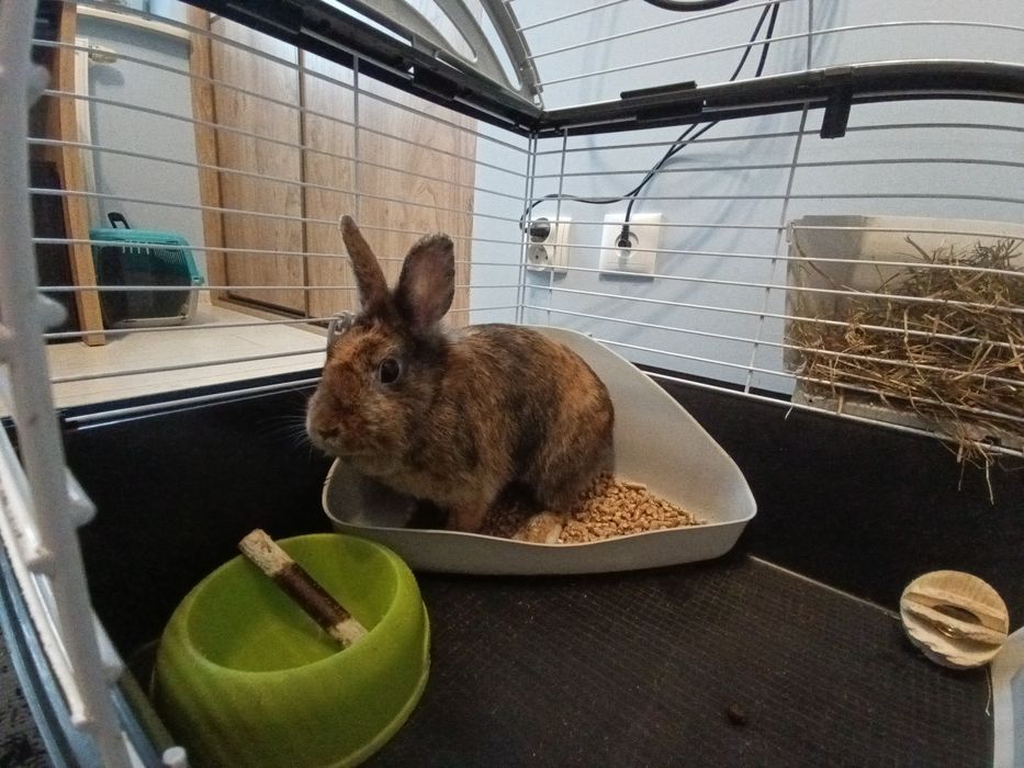 Oddam królika miniaturkę z wyposażeniem