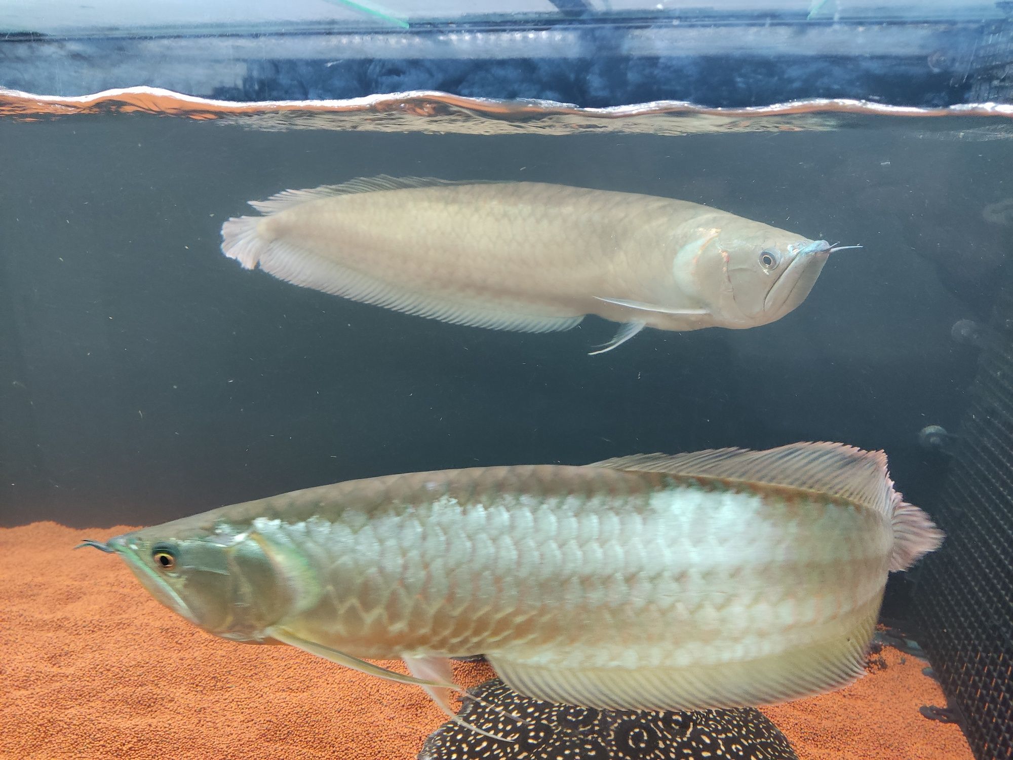 Arowana Silver 60 cm