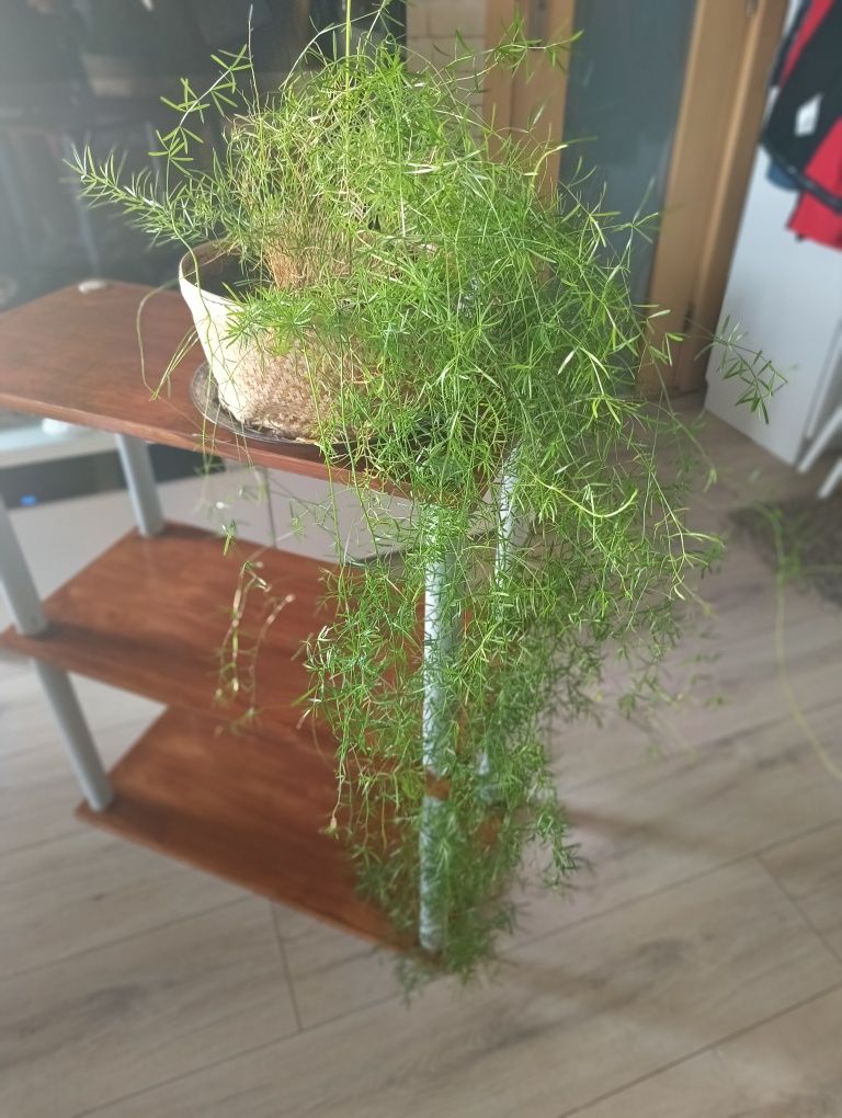 Asparagus doniczkowy.