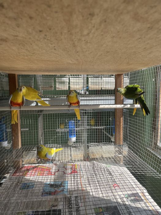 Neophemas Turquoisines