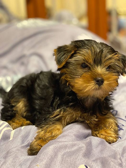 Міні йорк. Йоркширський тер'єр.