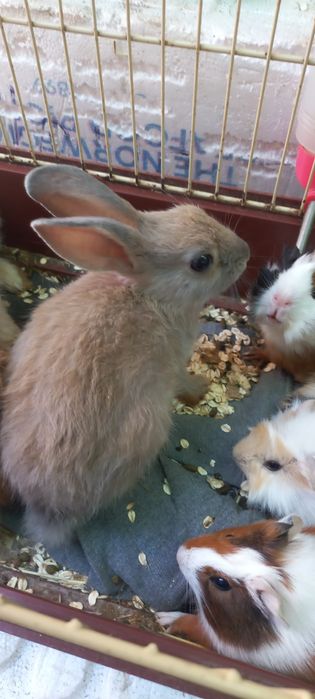 Кролики красивые