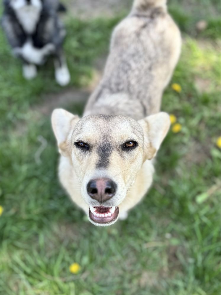 Biała w typie corgi wciąż szuka domu!