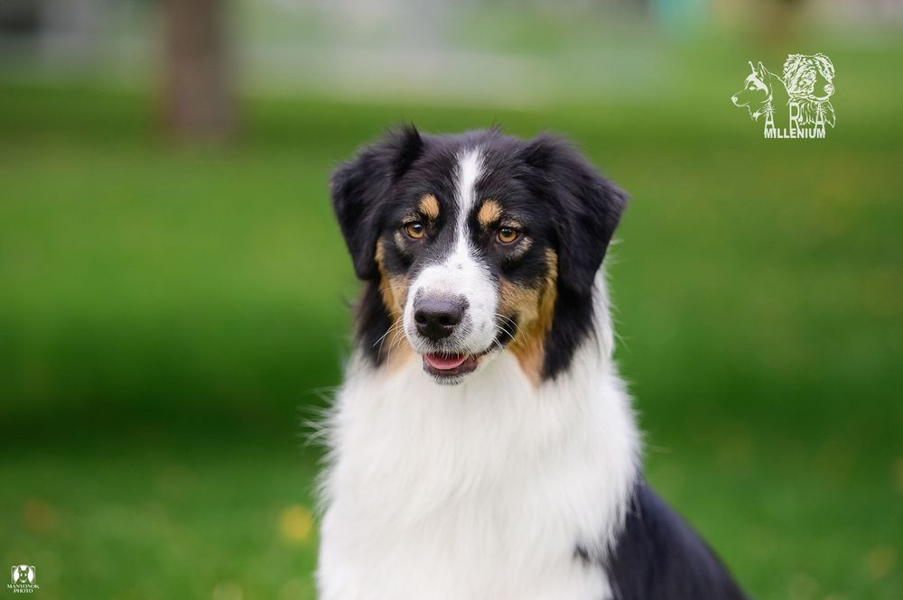 Owczarek australijski (Aussie) — suczka
