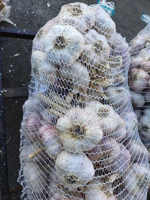 Czosnek lubasza 5 kg