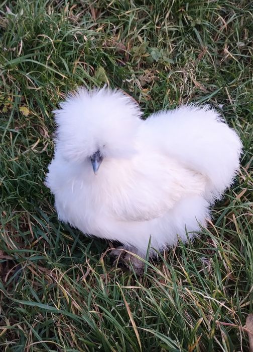 Same Kury. Kura silki Silka.