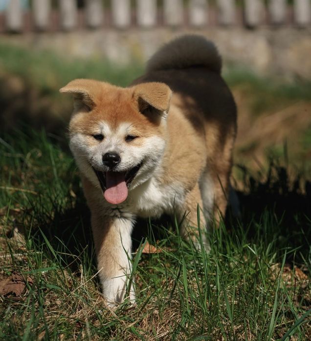 Akita japońska , czerwony piesek 6 miesieczny