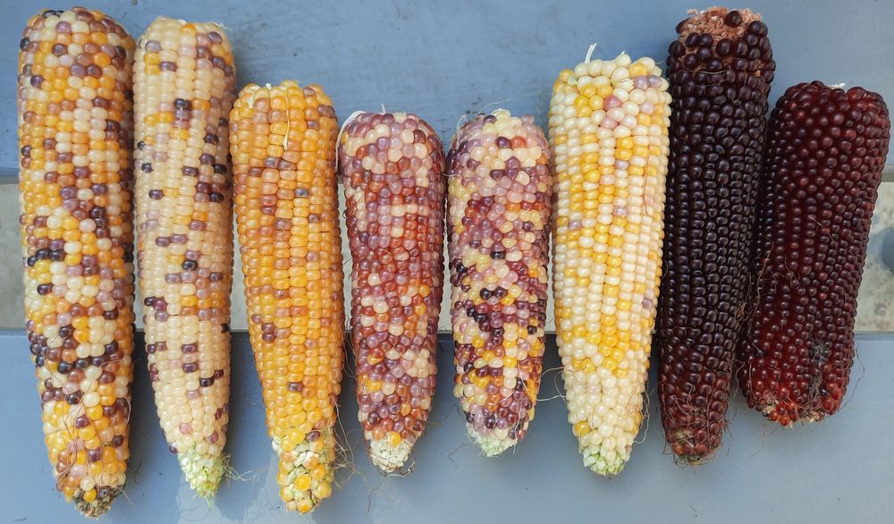 Наміння Різнокольорового попкорну.. Блакитний нефріт. Кукурудза Морадо