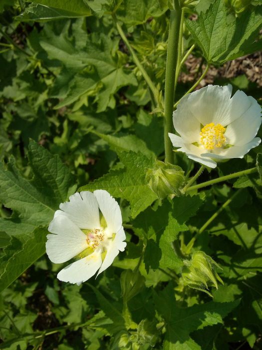 Prawoślaz sadzonka duża