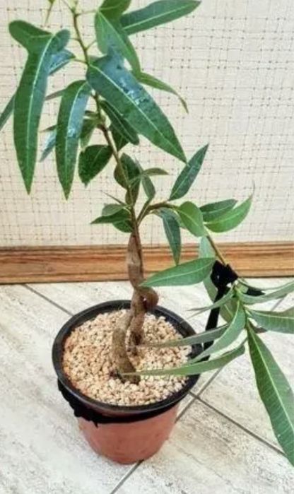 Брахіхітон, пляшкове дерево, однорічні сіянці