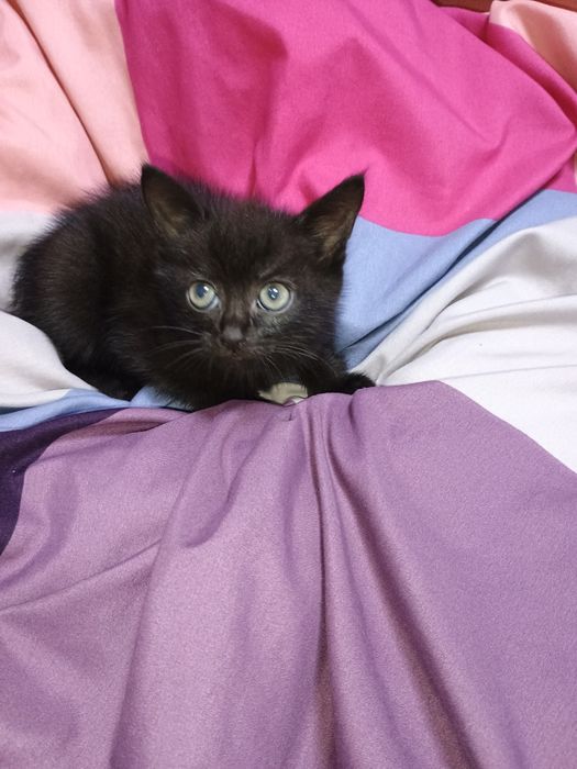 В добрі руки гарну дівчинку