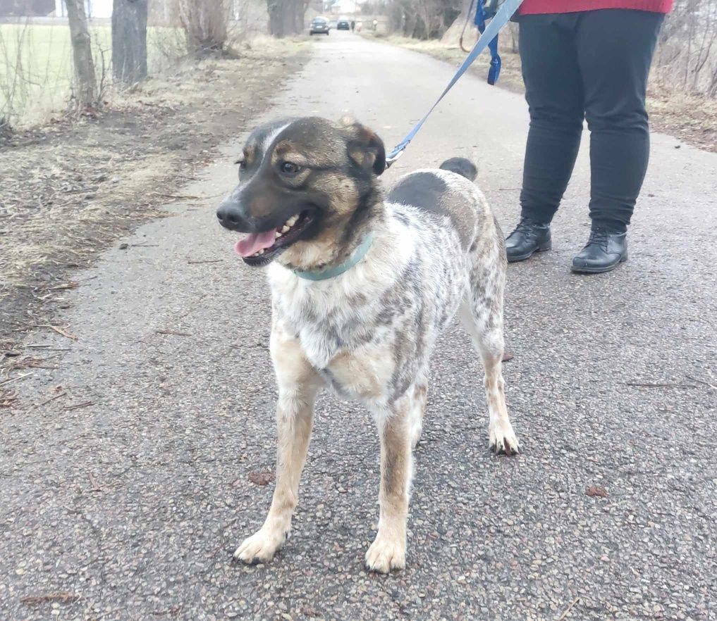 Roksi umaszczenie podobne do Australian Cattle Dog