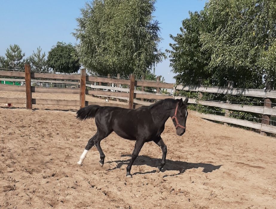 Klaczka śląska kara z 2025