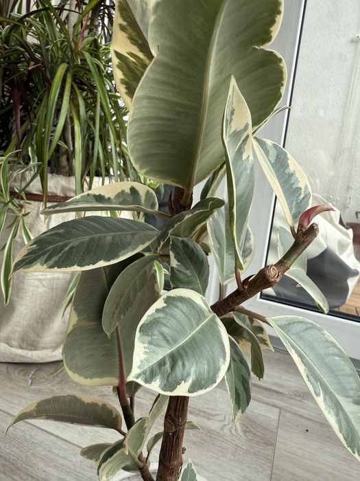 Фікус каучуковий варігатний