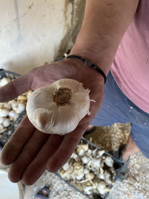 Продам часник Рокамболь по 200грн за 1кг,в наявності 5 кг