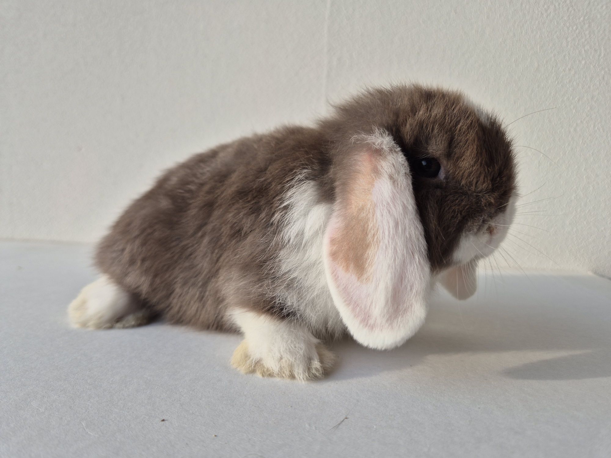 Króliki Mini -Lop