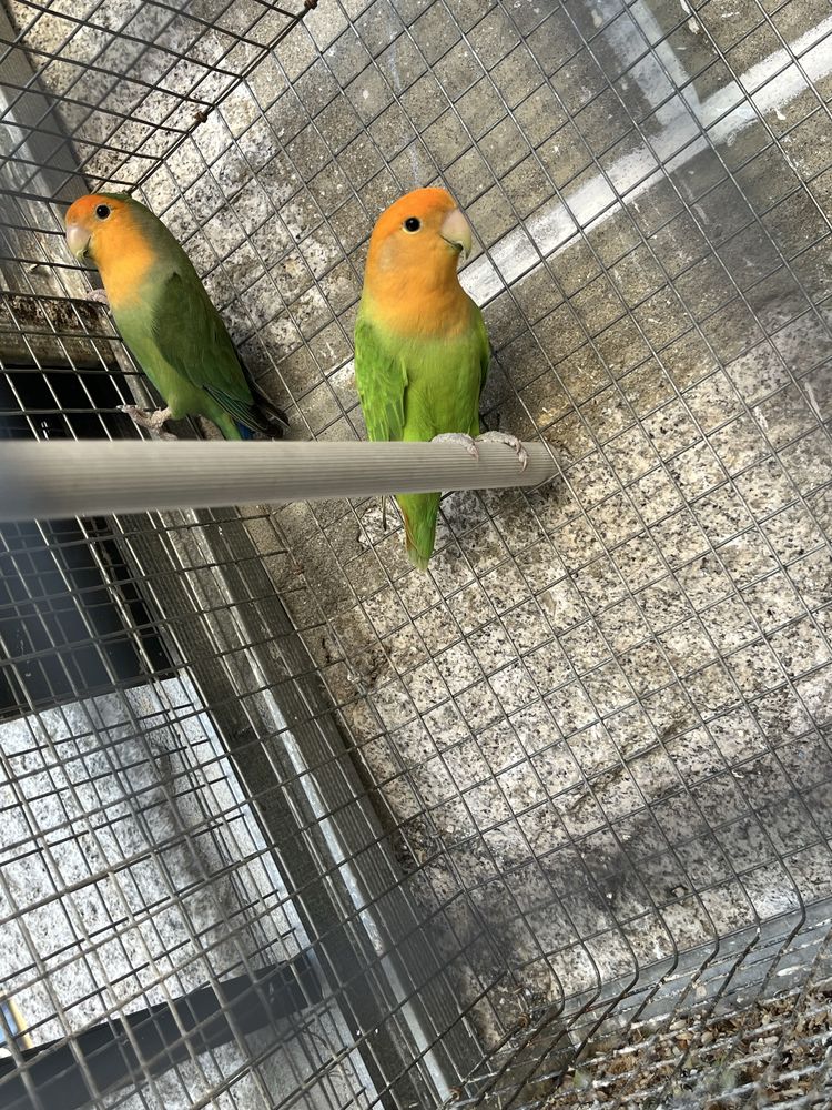 Casais reprodutores Agapornis