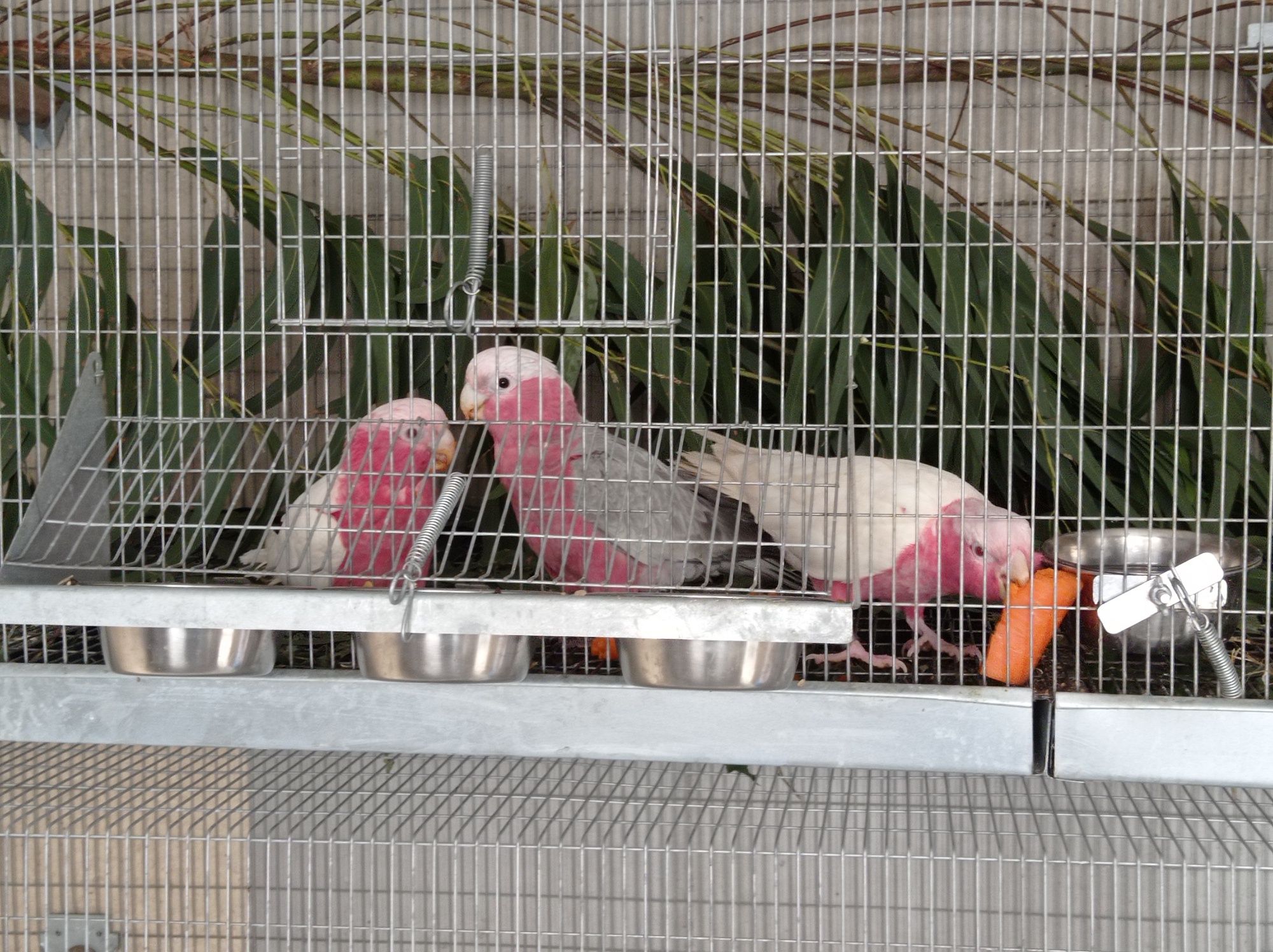 Casal Cacatuas galah