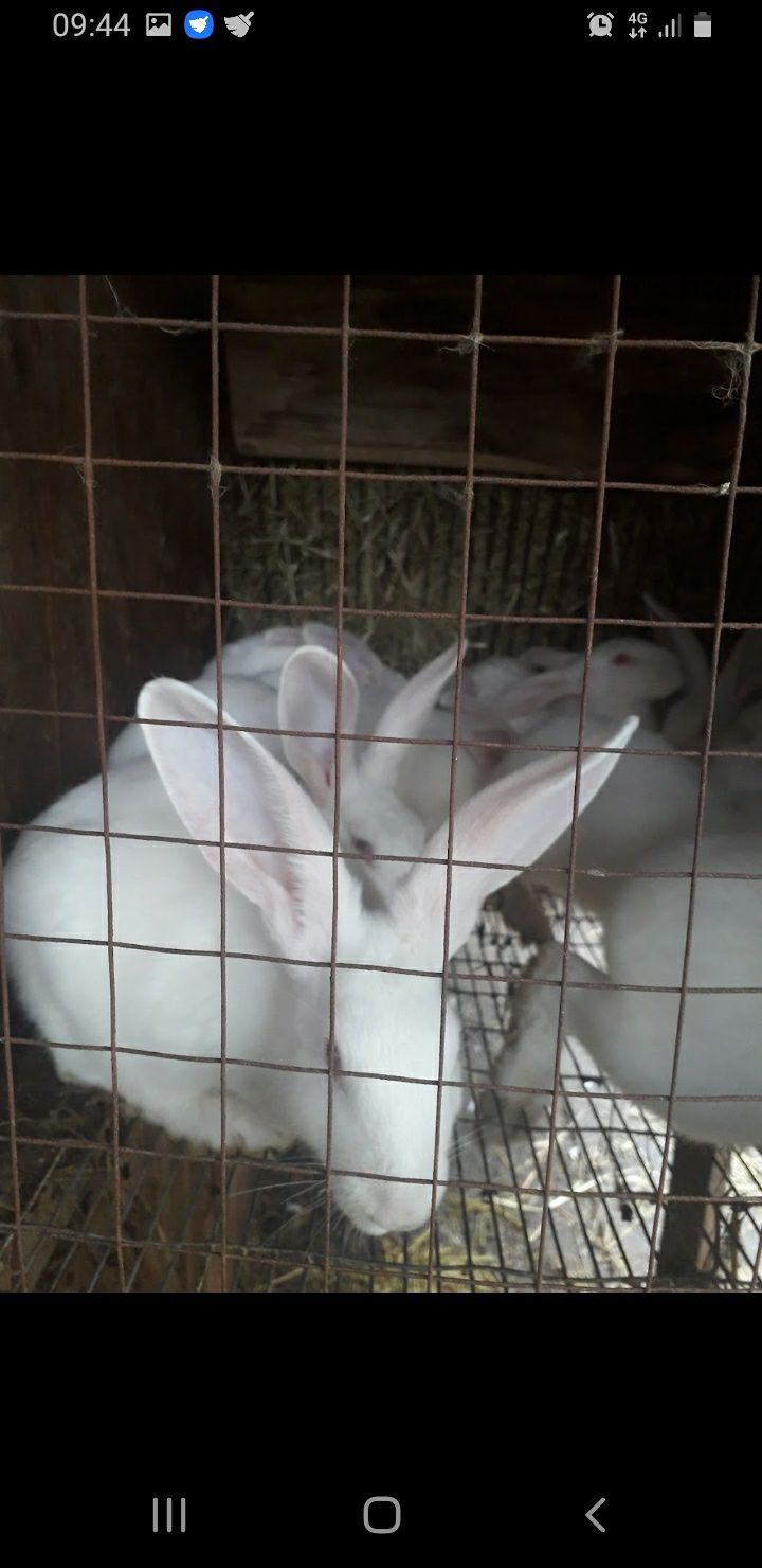 Продам  кролів термонці білі
