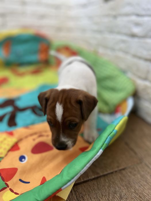 Хлопчики і дівчатка джек рассел терьер . Біколор , триколор