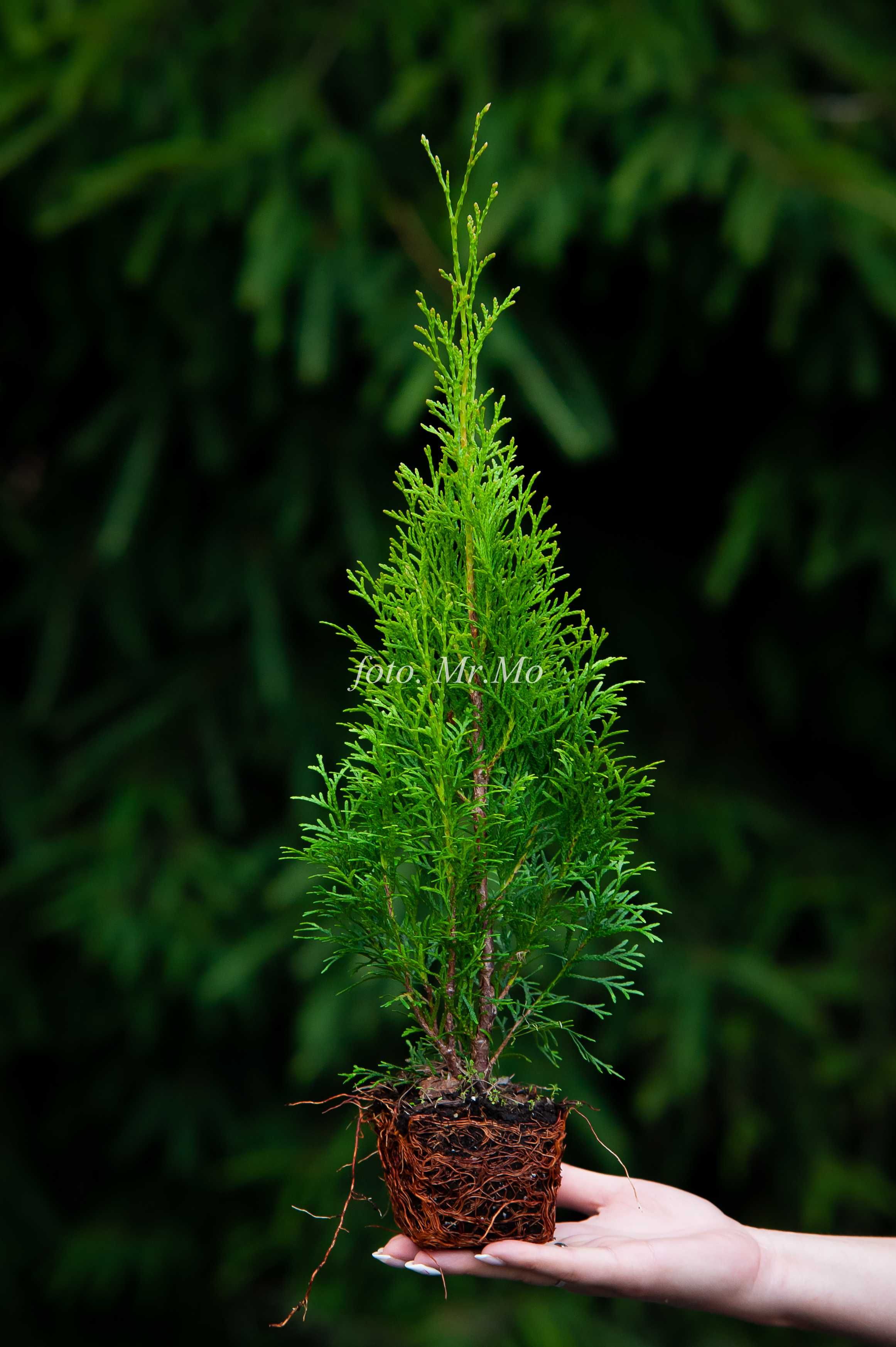 Tuje Tuja Szmaragd zielone THUJA OCCIDENTALIS 45cm 55 cm