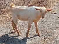 Cabra cabrito ..