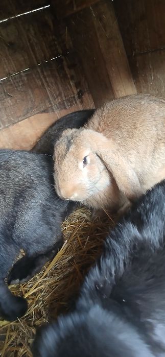 Sprzedam barany francuskie