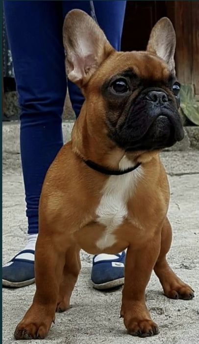 Buldog buldozek Francuski FCI ZkwP