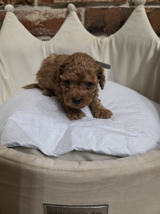 Pudelek toy chłopczyk red!