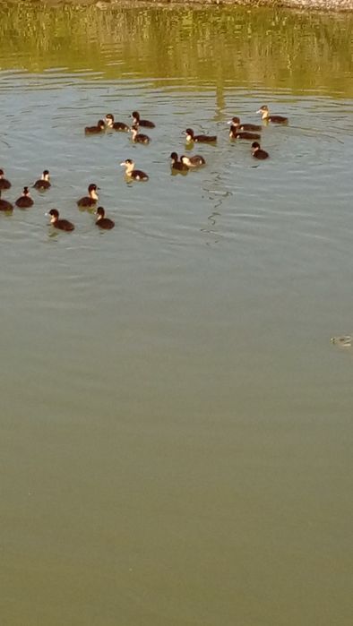 Kaczki od 2 do 6 tygodni  biegusy,mulard,maximus,dworka,pekin .