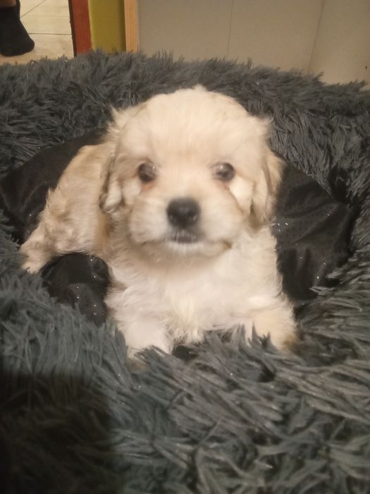 3 suczki maltańczyk schitzu