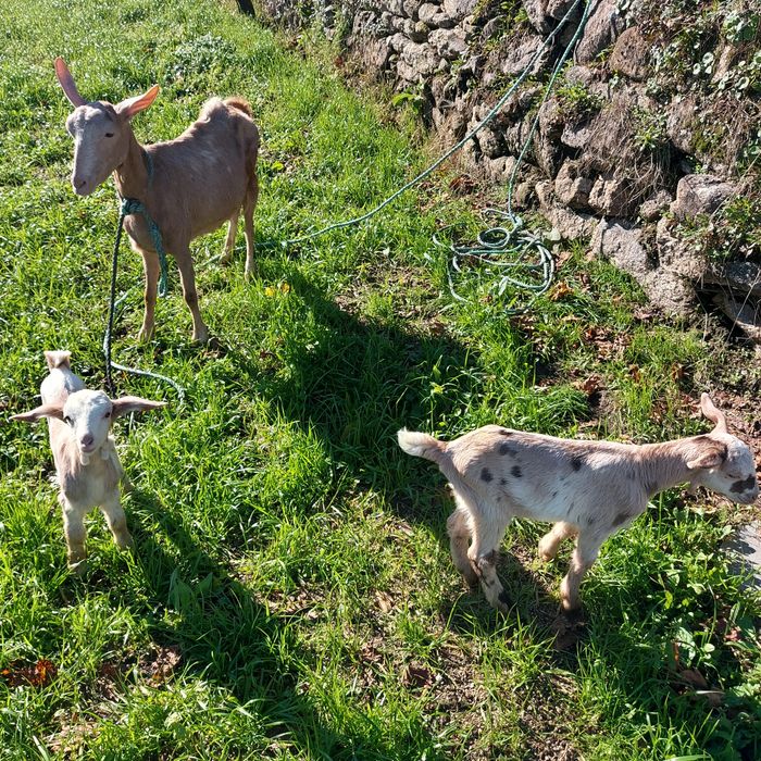 Cabras de boa qualidade