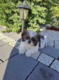 Shih-tzu rodowodowe