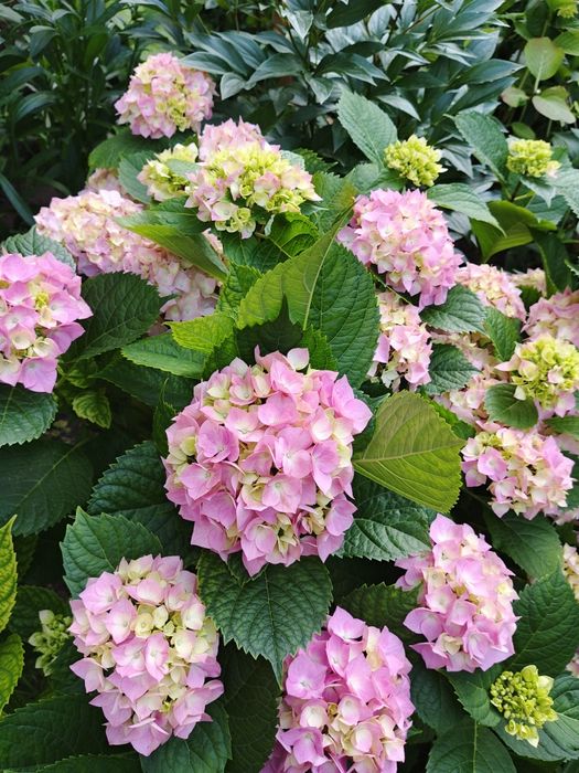 Продам гортензію